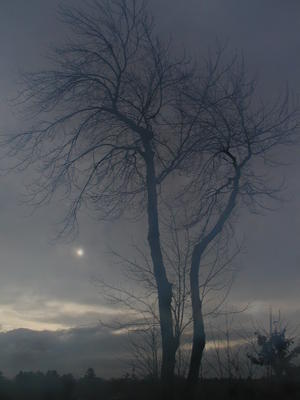 Foggy tree #2