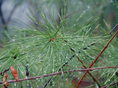Pine tree in the rain