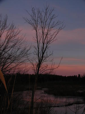Sunset tree #3