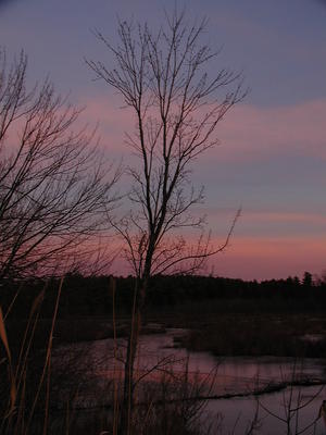 Sunset tree #4