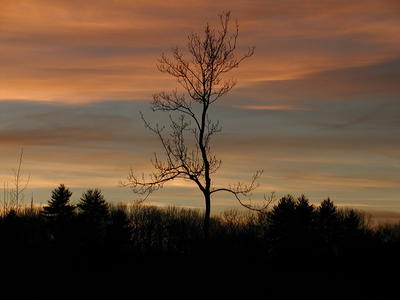 Sunset tree #5
