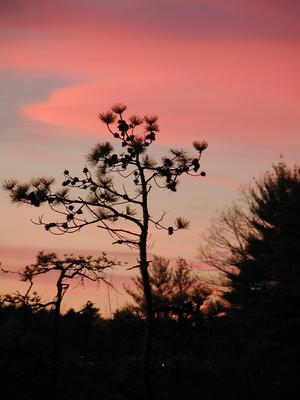 Sunset tree #6