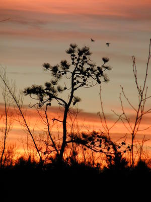 Sunset tree #7