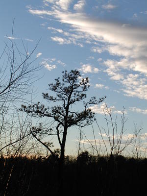 Tree and clouds #3
