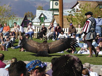 Andean Condor wingspan #3