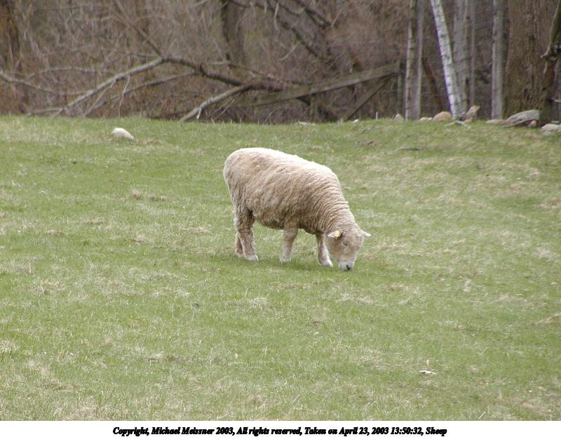 Sheep #2