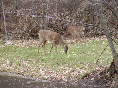 Deer #2