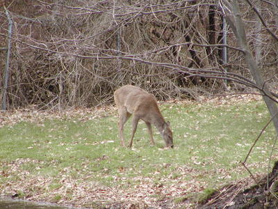 Deer #4