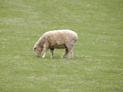 Sheep #4