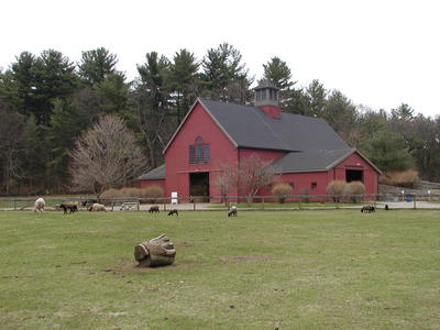Sheep and barn