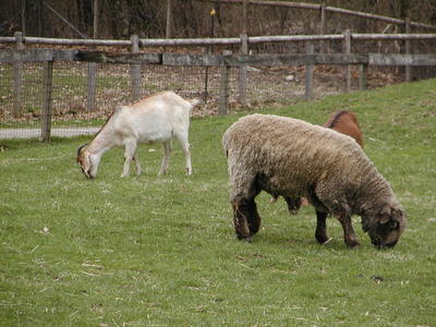 Sheep and goats