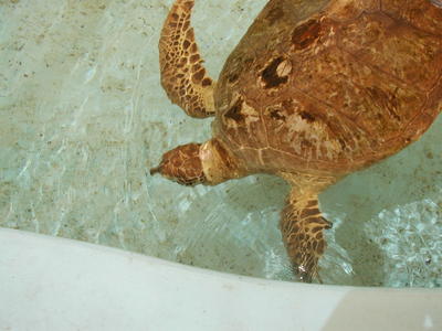 Turtle #9
