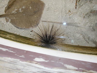 Spiny sea urchin