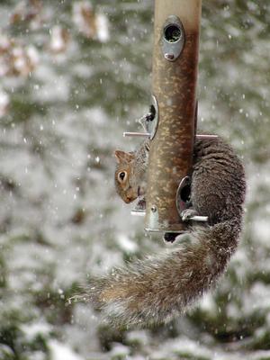 Squirrel at the feeder #2