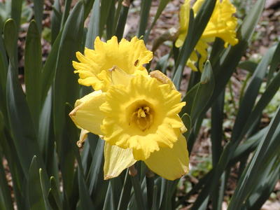Daffodil and insect