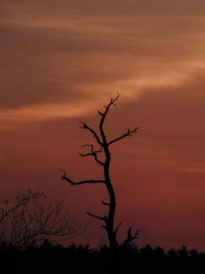 Tree and sunset