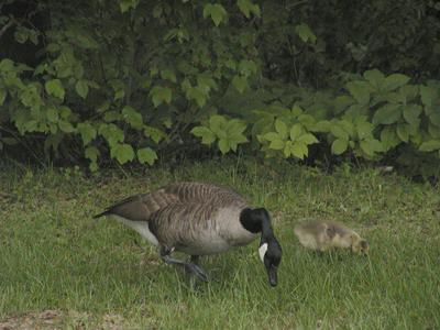 Goose and gosling