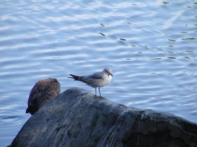 Bird on a rock