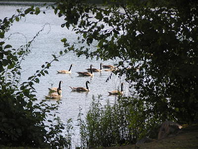 Geese swimming
