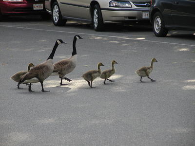 Make way for ducklings, errr, geese....
