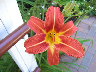 Lily #2