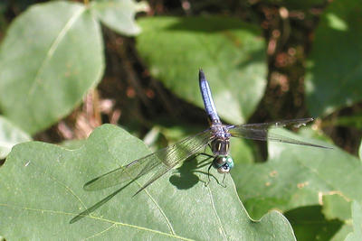 Dragonfly #5