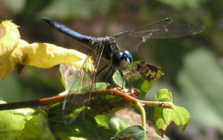 Dragonfly #8