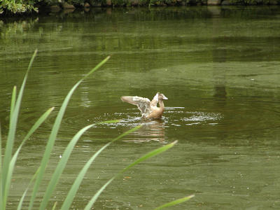 Duck with outspread wings
