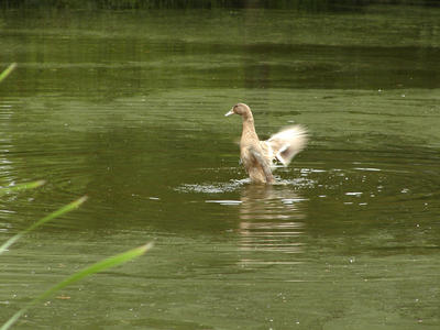 Duck flapping its wings