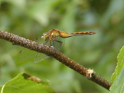 Dragonfly #6