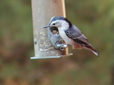 Bird at feeder