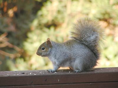 Squirrel portrait