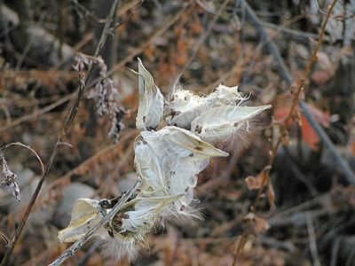 End of the season milkweed