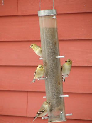Birds at the bird feeder
