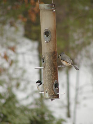 Birds at the bird feeder #3