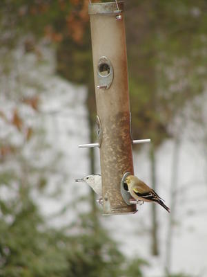 Birds at the bird feeder #4