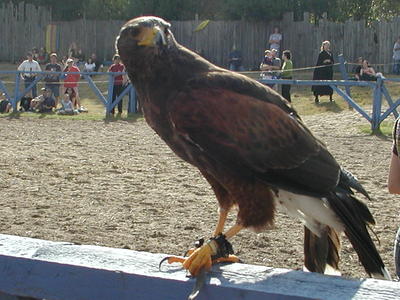 KnightHawk falconry show #17
