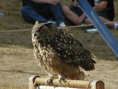 KnightHawk falconry show #24