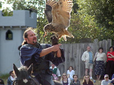 KnightHawk falconry show #26