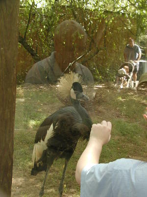 West African Crowned Crane #3