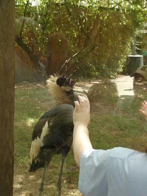 West African Crowned Crane #4