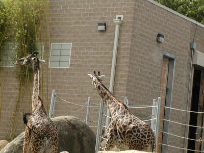 Masai Giraffes #2