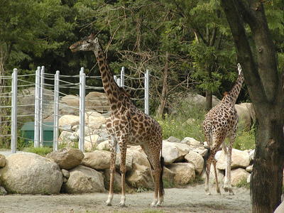 Masai Giraffes #3