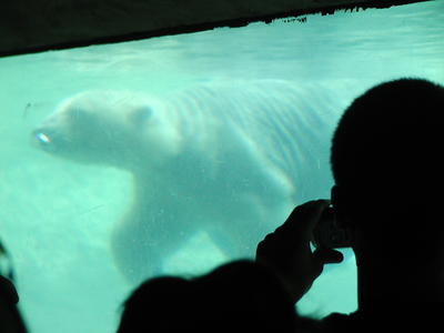 Polar bear #2