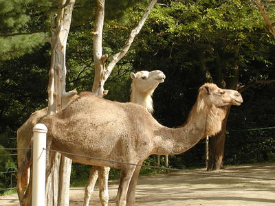 Dromedary camels #2