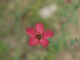Red flower #2