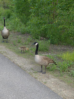 Geese families #2