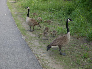 Geese families #3