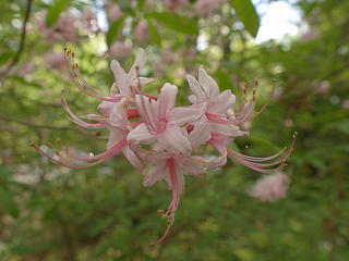 Pinxterbloom azaleas