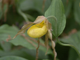 Yellow ladyslipper